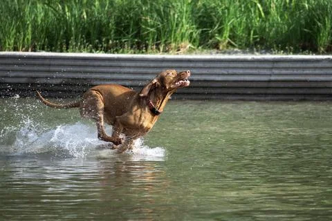Happy dog Stock Photos