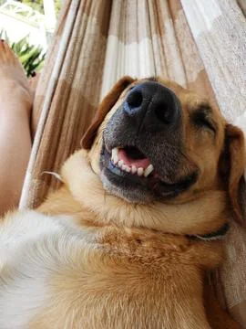 Happy dog Stock Photos