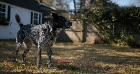 Happy dog playing in backyard barking Stock Footage 127548748