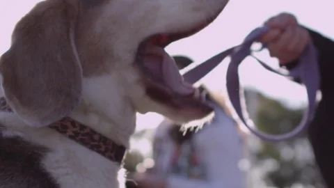 Happy dog playing with ball Stock Footage 70357055