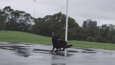 Happy dog playing with ball Stock Footage 70358070