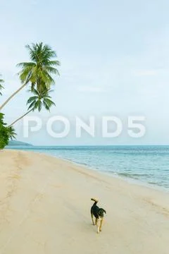 A happy dog playing at the beach. Stock Photos