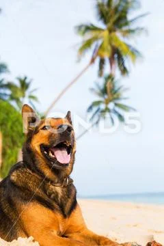 A happy dog playing at the beach. Stock Photos