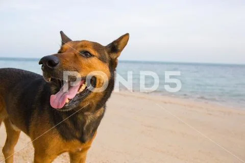 A happy dog playing at the beach. Summer concept Stock Photos