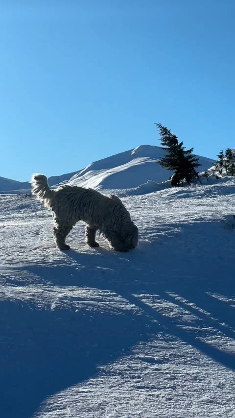 Happy dog playing in deep snow on sunny mountain, Drahobrat, Ukraine Stock Footage 346591111