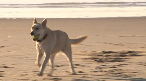 Happy Dog Playing Fetch at the Beach Stock Footage 34302298