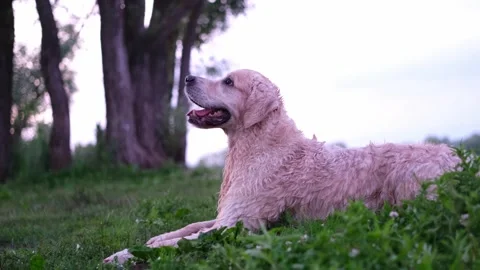 A happy dog playing with ring toy by the river. Stock Footage 298296872