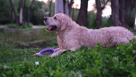 A happy dog playing with a ring toy by river. Stock Footage 298296903