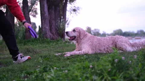 A happy dog playing with ring toy by river. Stock Footage 298296904