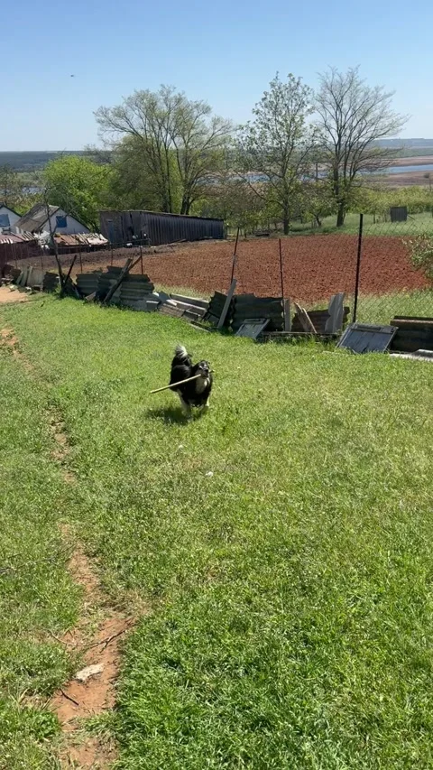 Happy Dog Playing with Stick Stock Footage 308017446