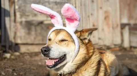 A happy dog with rabbit ears squints in the spring sun 写真素材