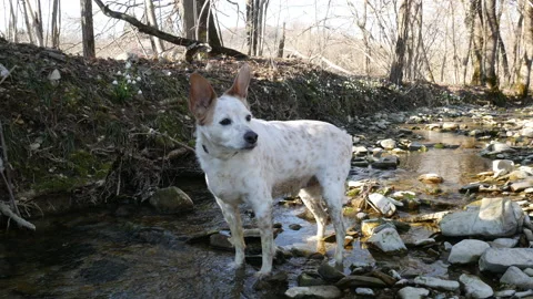 Happy dog on the river sniffs and listens, looks away in natural setting Stock Footage 150360243