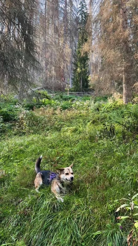 Happy Dog Rolling in Grass in Mountain Forest, Pet Freedom Concept Stock Footage 330120926