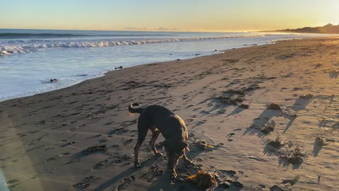Happy dog running and exploring at the beach  Stock Footage 278693067
