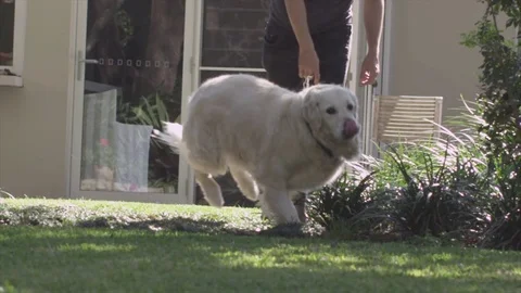 Happy Dog Running 스톡 동영상 70363760
