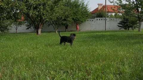 Happy dog running Stock Footage 93733809