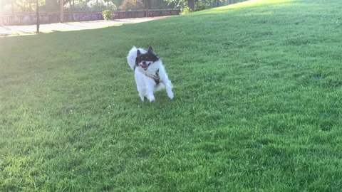 Happy Dog Running Towards Camera in Green Grass Stock Footage 280744007