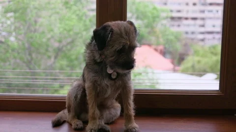 Happy dog sitting in front of a window Stock Footage 239161045