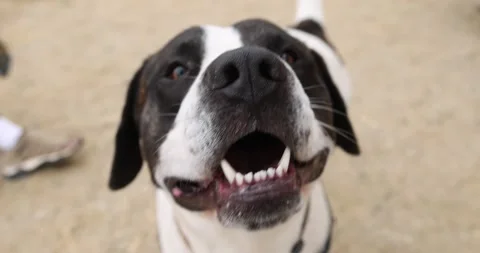 A happy dog smiles close to camera. 4k slow motion video Stock Footage 307447450