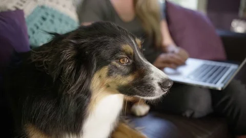 Happy dog smiling at camera on couch Stock Footage 77557236