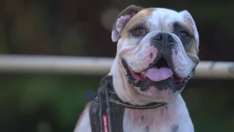 Happy Dog Smiling Stock Footage 72004684