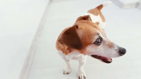 Happy dog smiling Vídeo Stock 73017757