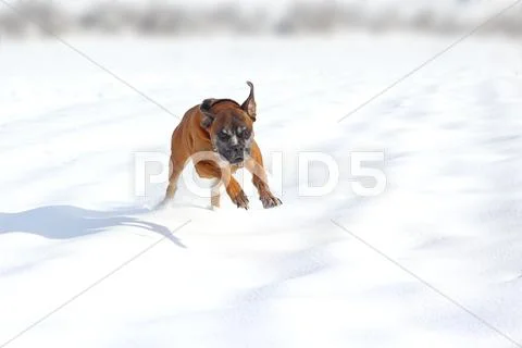 Happy dog in snow Stock Photos