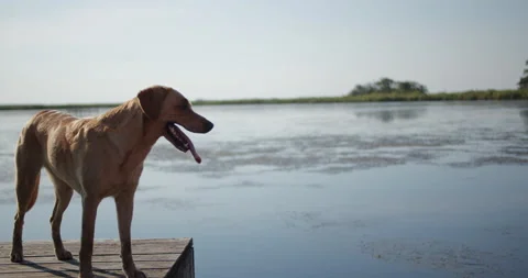 Happy dog standing on a dock overlooking the water Stock Footage 142281377