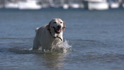 Happy dog with stick Stock Footage 70337722