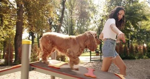 Happy Dog on summer time, weekend picnic. The dog is playing outside. 库存影片 205800688