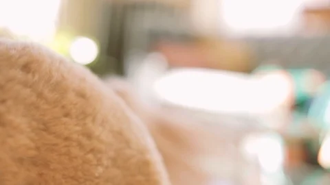 Happy dog tail wagging Vidéo 102018002