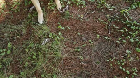 Happy dog under tree Stock Footage 12029556