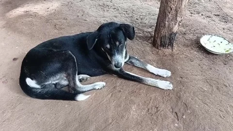 Happy Dog Wagging Tail Greeting Approaching Person 動画素材 335084682