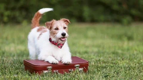 Happy dog wagging tail on a suitcase in summer, pet travel or vacation Stock Footage 247644399