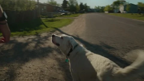 Happy dog on a walk backlit Stock Footage 219829852