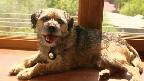 Happy dog on  a windowsill Stock Footage 239161130