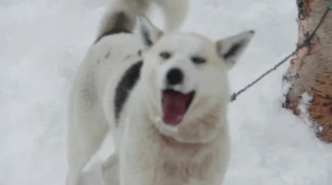 Happy dog.mp4 Video stock 38693599