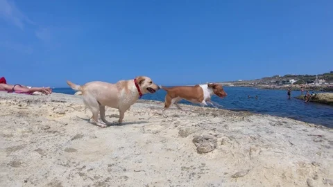 Happy Dogs are Playing on a Dog Friendly Beach in 4K Slow Motion Stock Footage