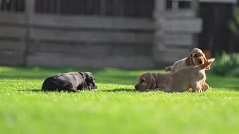 Happy dogs chasing each other in the backyard. Stock Footage 318100044