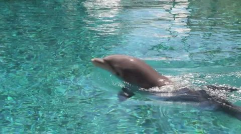 Happy Dolphin Stock Footage 5436970