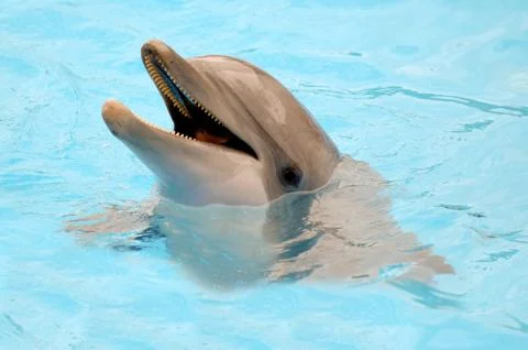 Happy dolphin Stock Photos