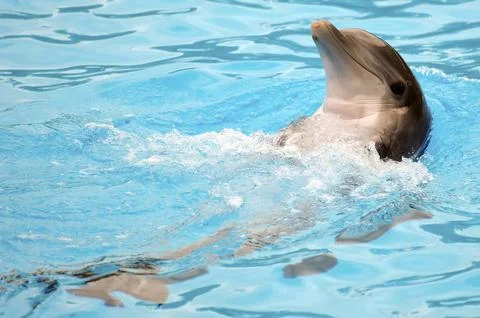 Happy dolphin Stock Photos