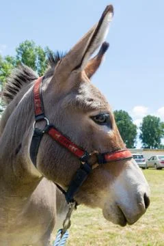 Happy Donkey Stock Photos