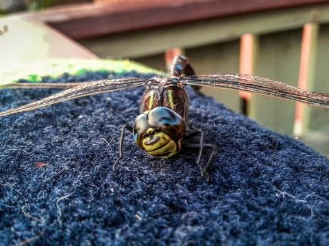 Happy Dragonfly Smiling Stock Photos