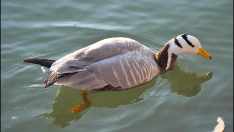 Happy duck Vídeos de archivo 215616376