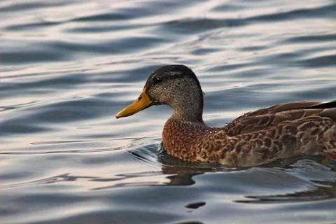 The happy duck Stock-Fotos