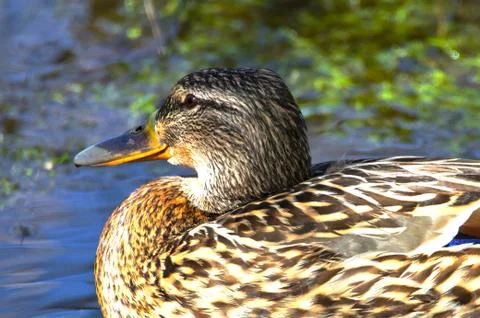 Happy duck Stock Photos