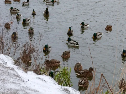 Happy Ducks on a Cold Snow Lake 動画素材 73548932