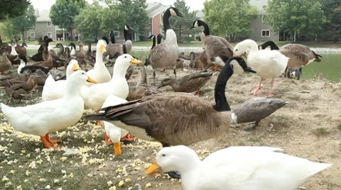Happy ducks Stock Footage 8547553