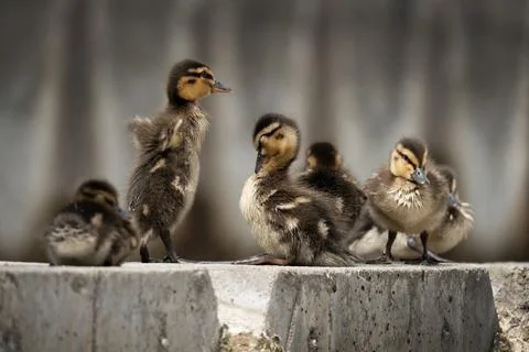 Happy ducks Stock Photos